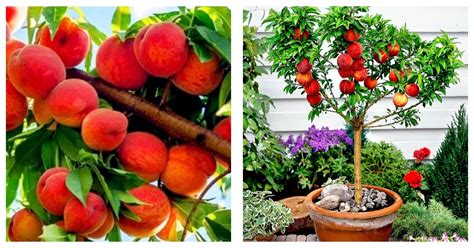 pcs dwarf bonanza peaches peach tree peach bonsai seeds seeds