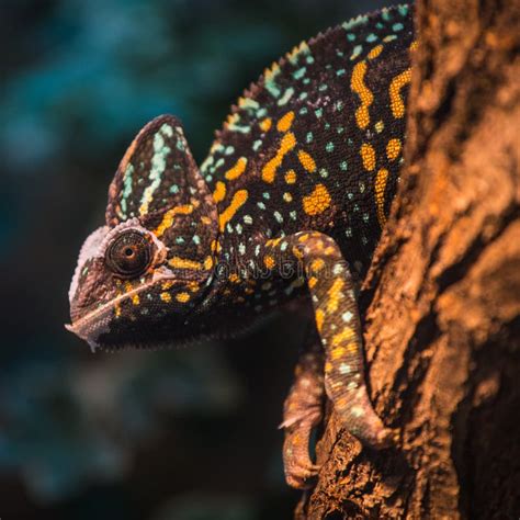 Jeweled Chameleon Stock Image Image Of Reptile Animal 5487317