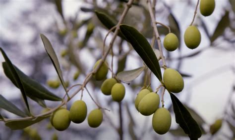 Oregon Olives Oregon Field Guide College Of Agricultural Sciences