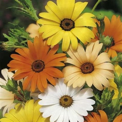 Dimorphotheca Sinuata Cv African Daisy Mix Seed X100 Ole Lantana S Seed Store