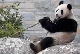 Poland eyes China for panda bonds - The Global Treasurer