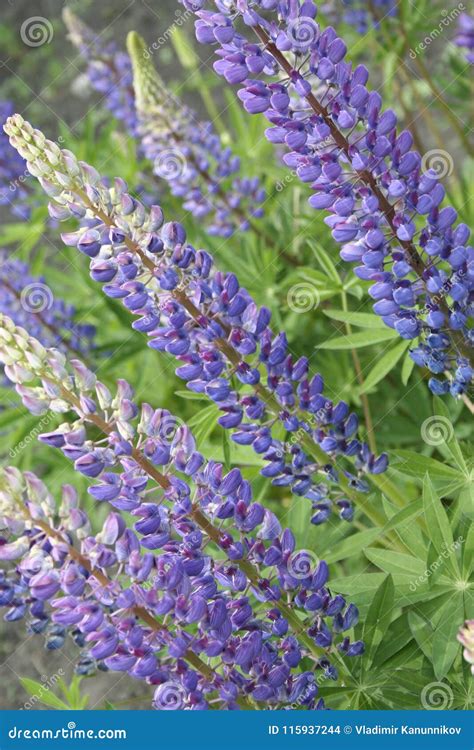 Purple lupines stock photo. Image of floweret, green - 115937244