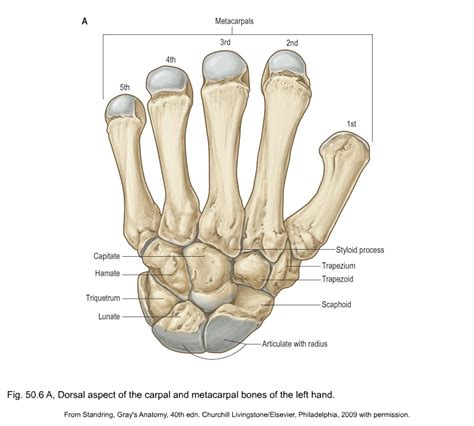 Metacarpal Anatomy