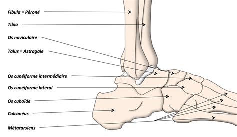 Anatomie de la Cheville et du Pied Clinique Ostéo Articulaire des