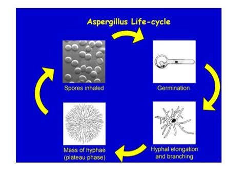 Fungi General Characteristics Classification Morphology Pathogenecity