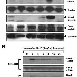 Expression Of Cox Mrna And Protein In Gastric Carcinoma Cell Lines A