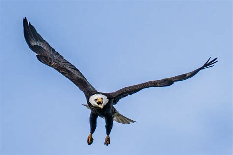 Bald Eagle Trying To Evade An Osprey Doug Phillips Flickr