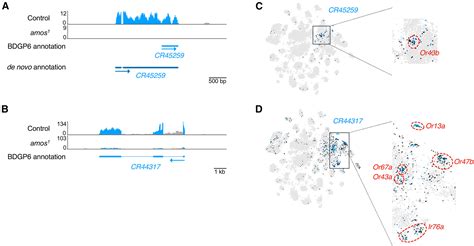 The Rich Non Coding RNA Landscape Of The Drosophila Antenna Cell Reports