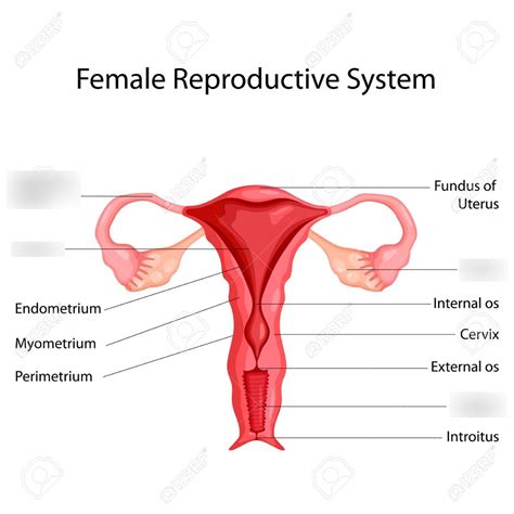 Female Reproductive system Diagram | Quizlet