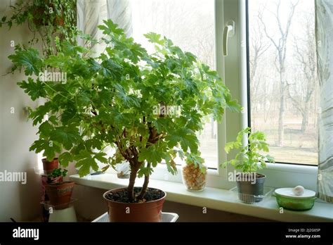 Types Of Indoor Plants Green