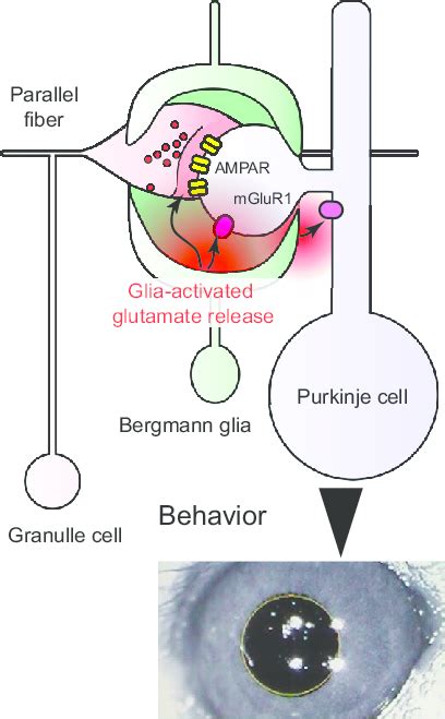 Fig S1 Schematics Of Glia To Neuron Communication Activation Of Download Scientific Diagram