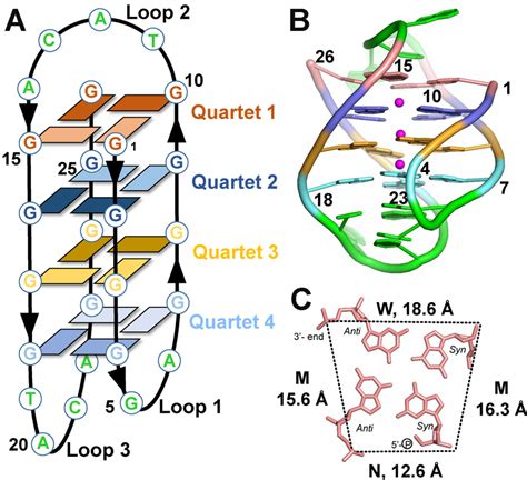 Overall View Of The D Discoideum G Quadruplex 19wt A Schematic Download Scientific Diagram