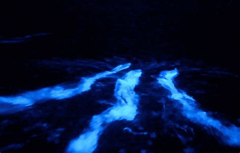 VIDEO: Magical Moment California Dolphins Glow Blue in Bioluminescent Waters | The Epoch Times