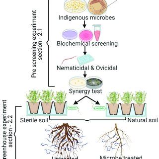 Schematic Diagram Of The Microbial Management Of Root Knot Nematode Via