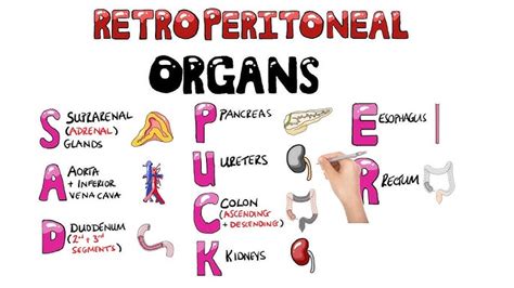 Keith Siau On X Mnemonic For Retroperitoneal Organs Sad 53 Off