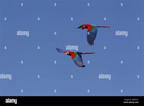 Red And Green Macaw Ara Chloroptera Pair In Flight Stock Photo Alamy