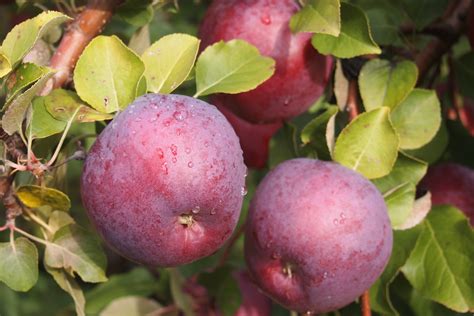 Banco De Imagens Maçã árvore Plantar Fruta Flor Pomar Vermelho Produzir Arbusto