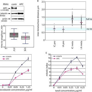 Inhibiting Apc Causes Mitotic Slippage And Tetraploidy A Flow