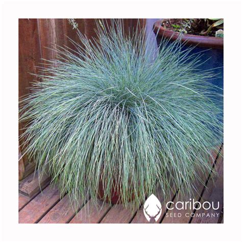 bluefescue2_grande.png?v=1621436113