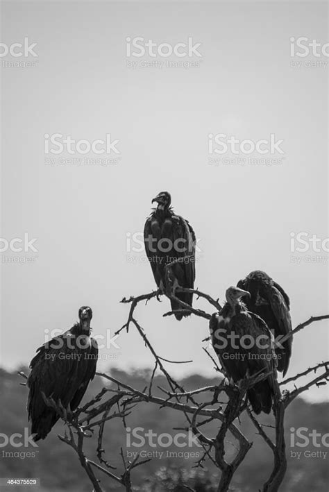 Waiting Vultures Stock Photo Download Image Now Africa Animals In