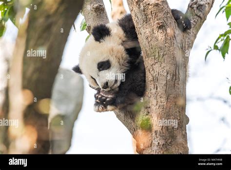 Giant Panda Cubs Sleeping
