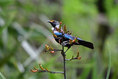 Top Tui Bird Stock Photos, Pictures and Images - iStock