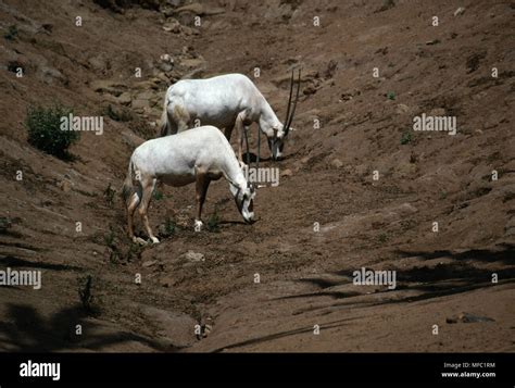 Arabian Oryx Pair At San Diego Zoo Oryx Leucoryx Herd Used As Breeding