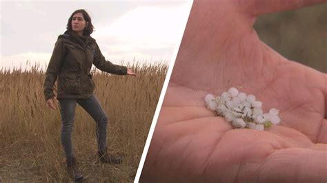 Nog Miljoenen Plastic Korrels Op Schiermonnikoog Hoe Ga Je Dit