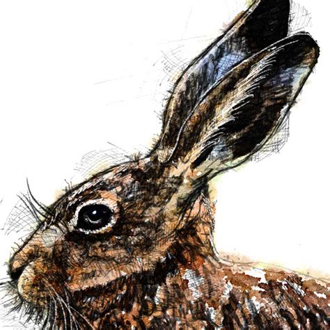 Brown hare sitting one-off sketch | SeanBriggs