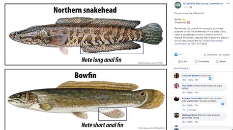 Is The Invasive Air Breathing Snakehead In North Carolina Charlotte