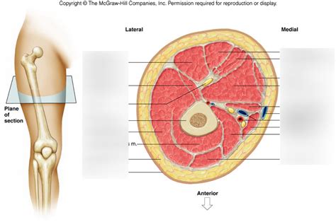 Femur Cross Section 1 Diagram Quizlet