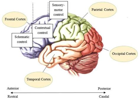 Brain Sciences Free Full Text The Higher More Complicated The