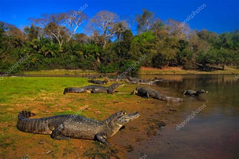 Crocodiles In The River Surface Stock Photo Ondrejprosicky