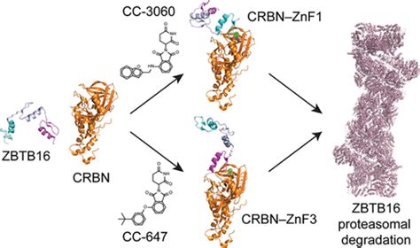 Cereblon Modulators Target Zbtb16 And Its Oncogenic Fusion Partners For