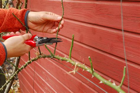 Rosen schneiden im Frühjahr Einfache Schnittregeln GartenFlora