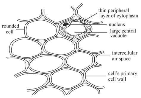 What Is Simple Tissue Classify And Explain Its Different Types With