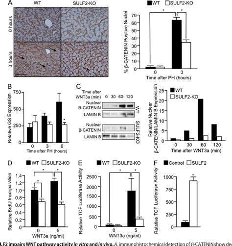 Activation Of The Transcription Factor Gli By Wnt Signaling Underlies