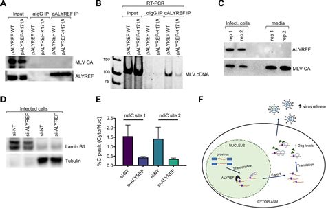 Methylcytosine Rna Modifications Promote Retrovirus Replication In An