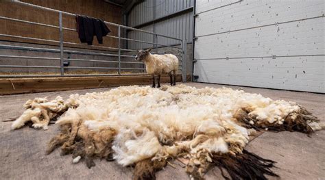 Unglaubliches Aus Schottland Schaf Vom Fu Einer Steilen Klippe