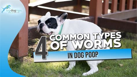 4 Common Types Of Worms In Dog Poop Youtube