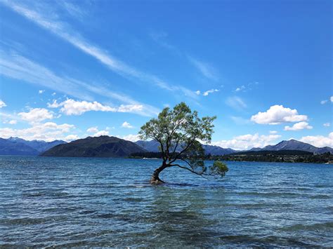 "That Wanaka Tree" | Travel, Vacation, Queenstown