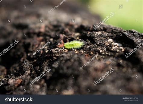 green hair worm stock photo  shutterstock