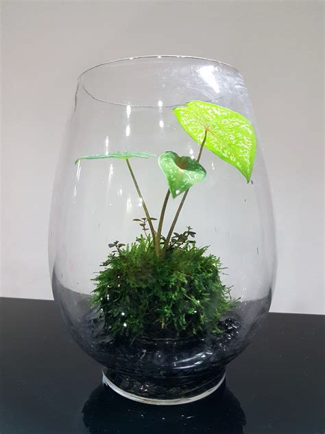 Wabi Kusa Indoor Plants Office Plants Aquatic Gift Terrarium