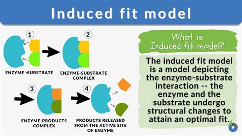 Induced fit model - Definition and Examples - Biology Online Dictionary