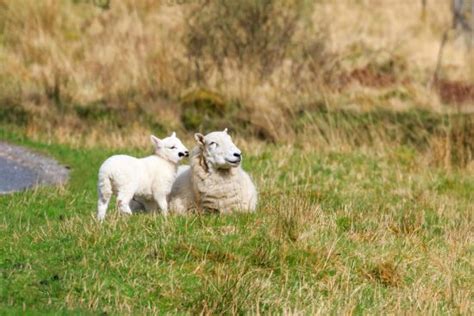 Cheviot Sheep Breed Information: Is This Intelligent Sheep Right for Your Farm?