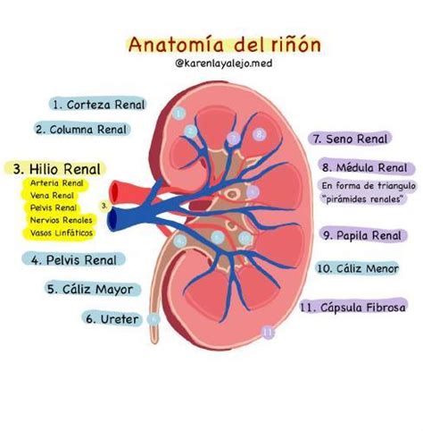 Anatom A Del Ri On Karenlay Alejo Udocz