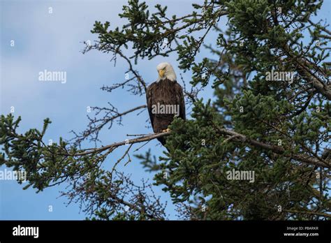 Bald Eagle, Alaska Stock Photo - Alamy