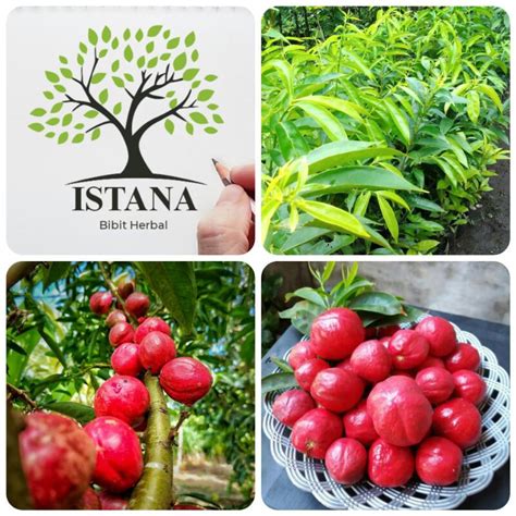 Jual Bibit Tanaman Mahkota Dewa Pohon Herbal Mahkota Dewa Shopee