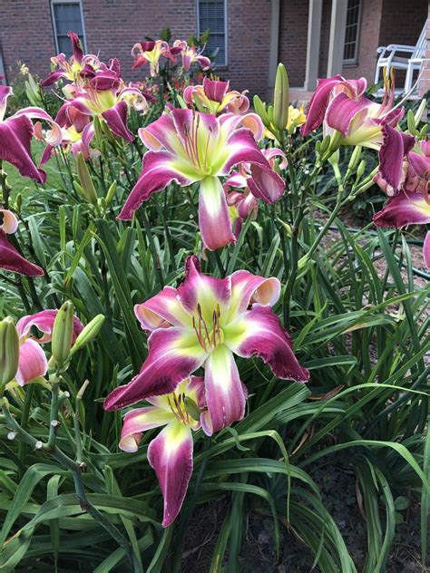 Photo Of The Entire Plant Of Daylily Hemerocallis Flirts In Skirts