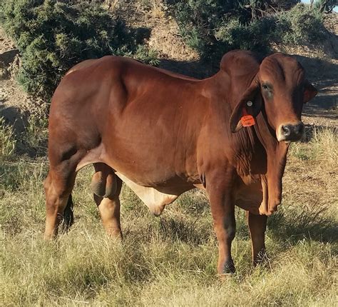 Brahman Registered Stud Bull 37 Months Old Livestock Beef